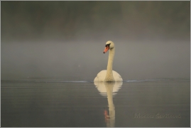 <p>Labuť velká (Cygnus olor) –--- /Mute schwan – Höckerschwan/</p>